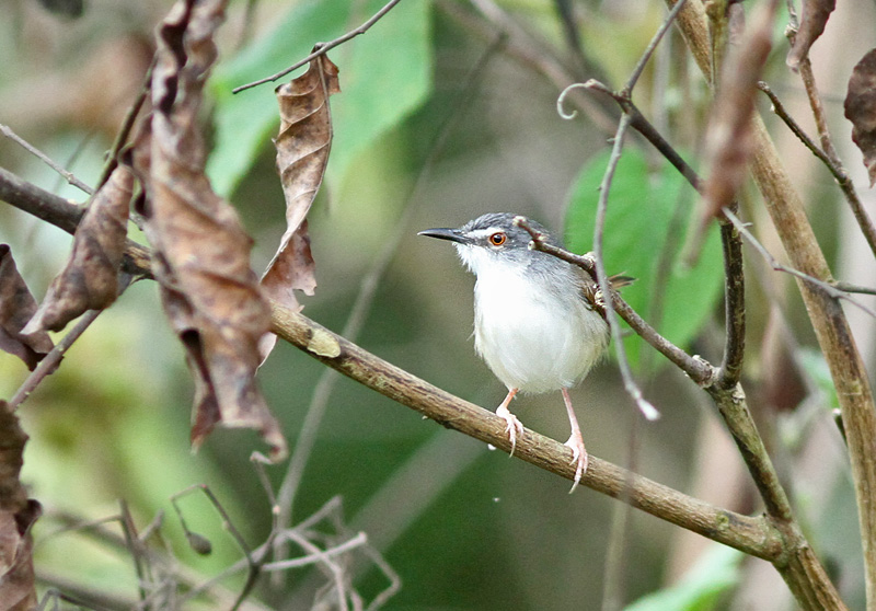 Rufescent Prinia