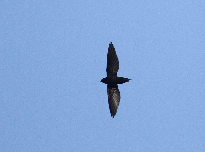 Silver-rumped Needletail