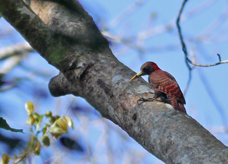 Bay Woodpecker