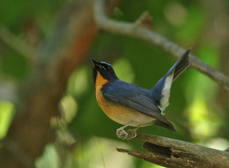 Chinese Blue Flycatcher