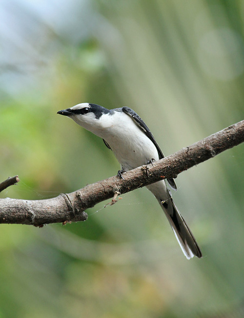 Ashy Minivet