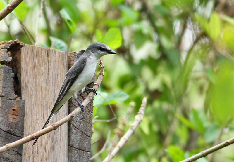 Ashy Minivet