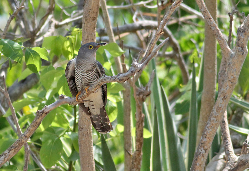 Himalayan Cuckoo