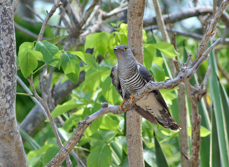 Himalayan Cuckoo