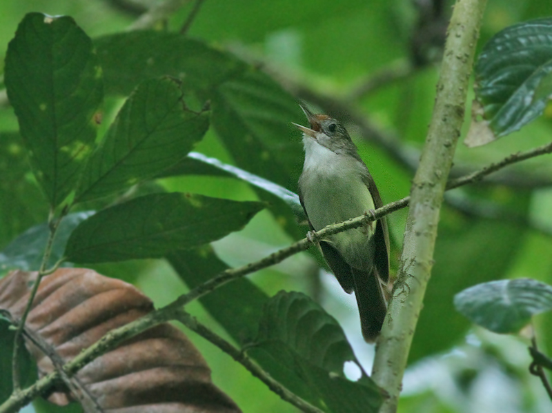 Scaly-crowned Babbler