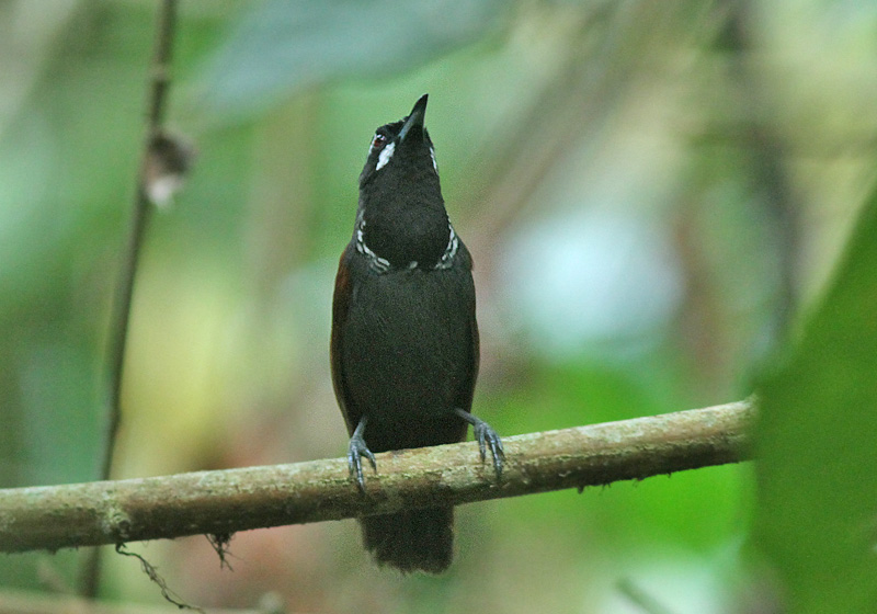 Black-throated Babbler