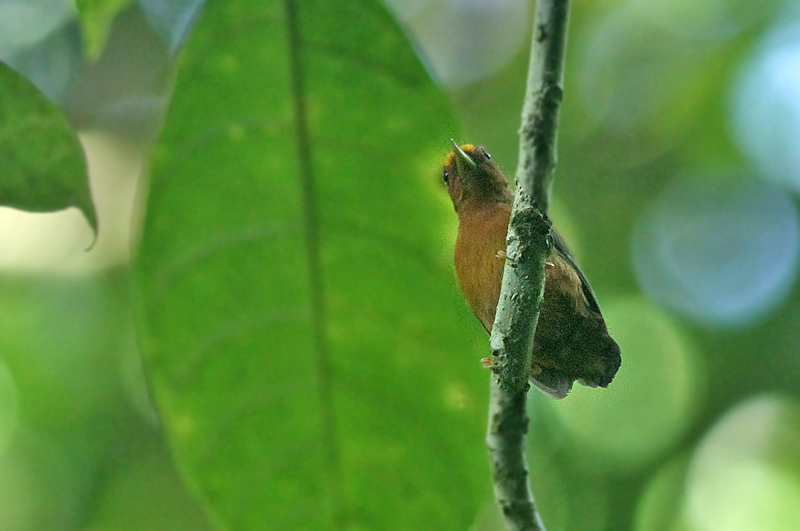 Rufous Piculet