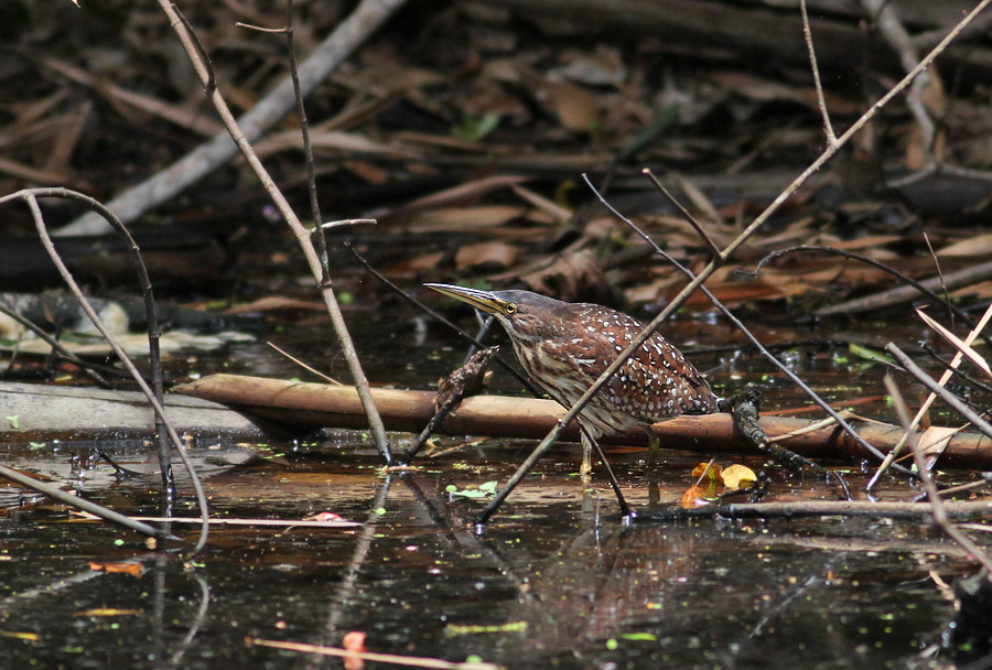 Von Schrencks Bittern