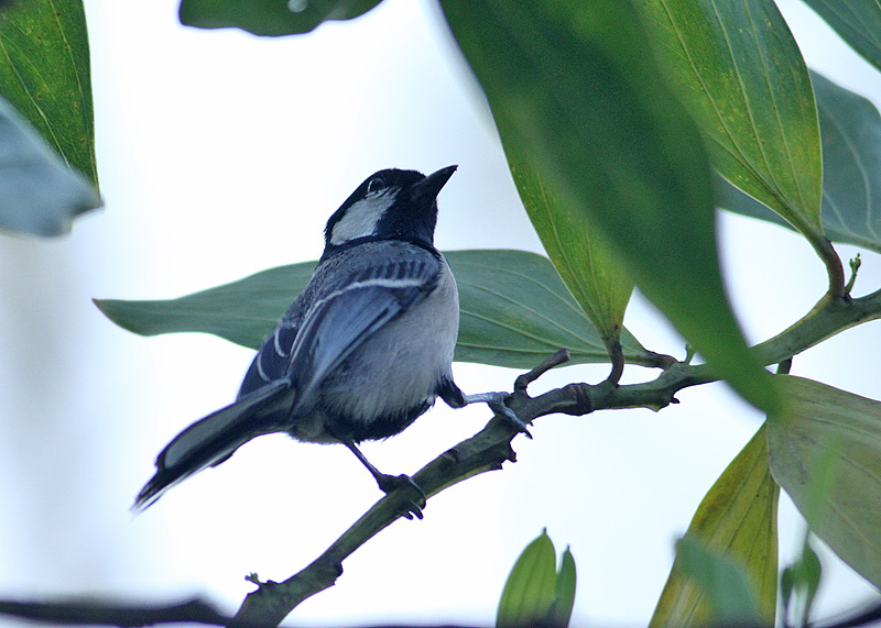 Cinerous Tit