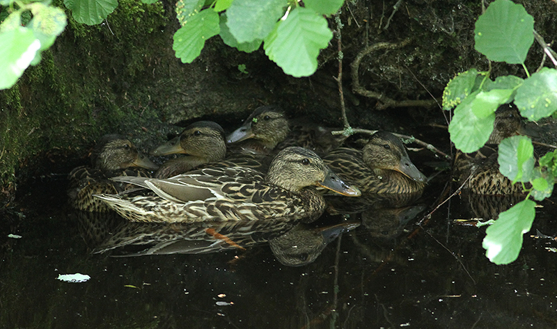 Mallard, female (Grsand)