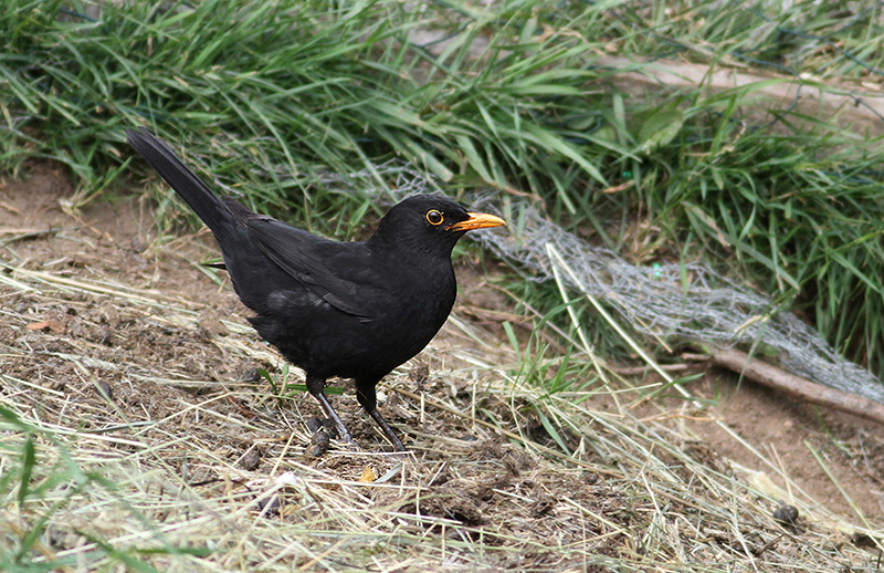 Common Blackbird (Koltrast)