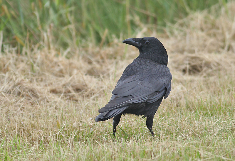 Carrion Crow (Krka, Corvus corone)