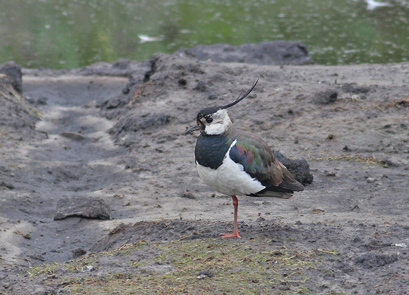 Northern Lapwing (Tofsvipa)