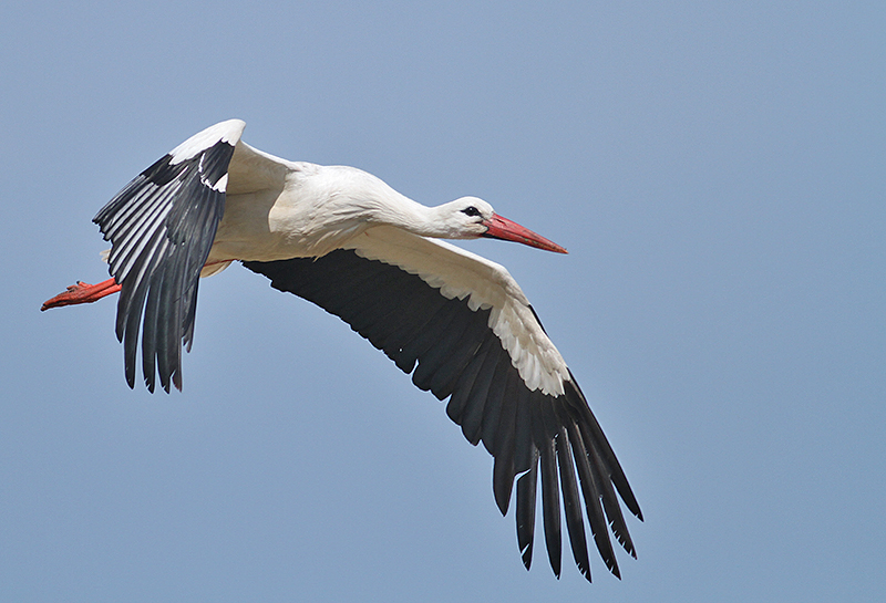 White Stork (Vit Stork)