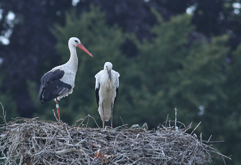 White Stork (Vit Stork)
