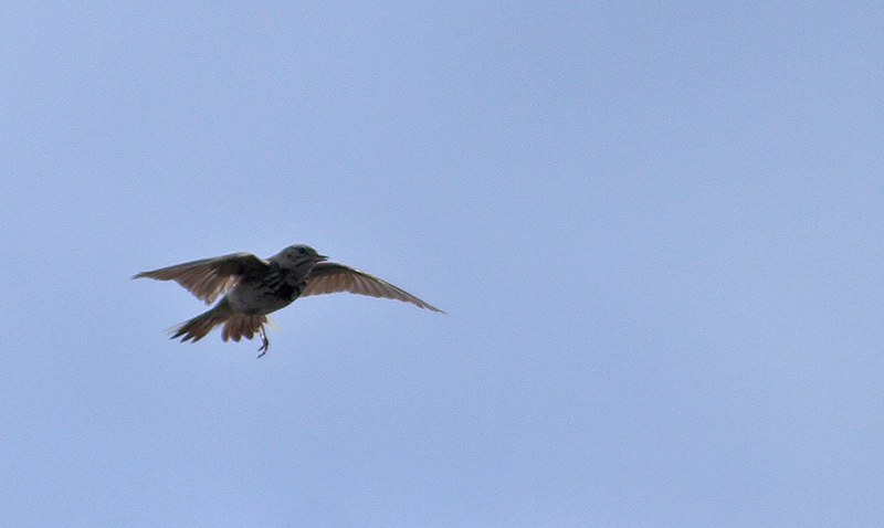 Tree Pipit (Trdpiplrka)