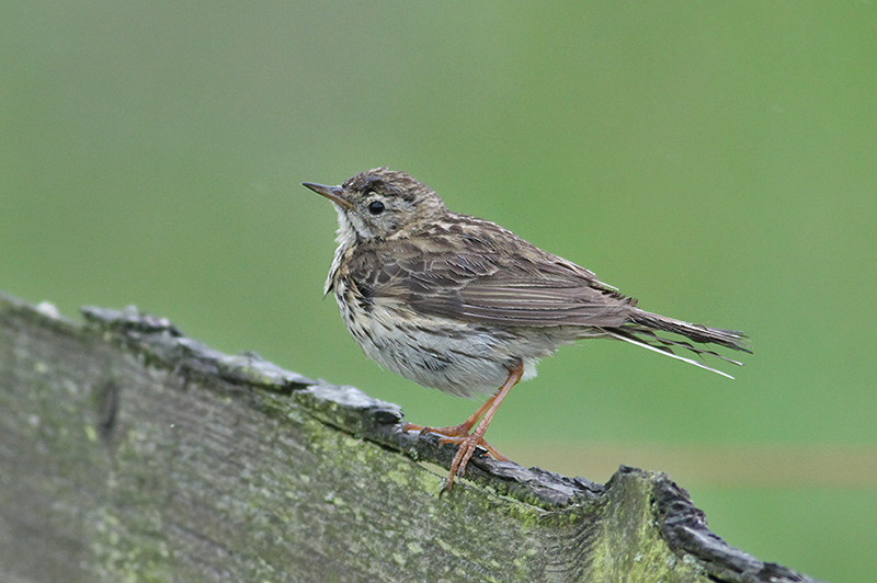 Meadow Pipit (ngspiplrka)