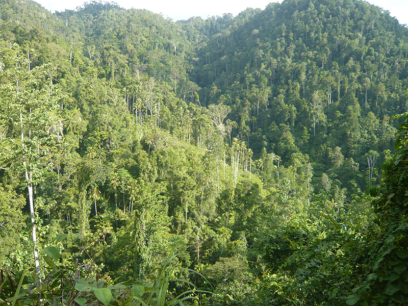 Halmahera forest cover