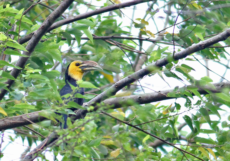 Sulawesi Dwarf Hornbill