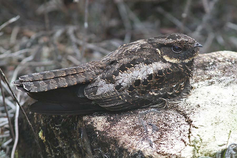 Heindrich Nightjar (Diabolical)