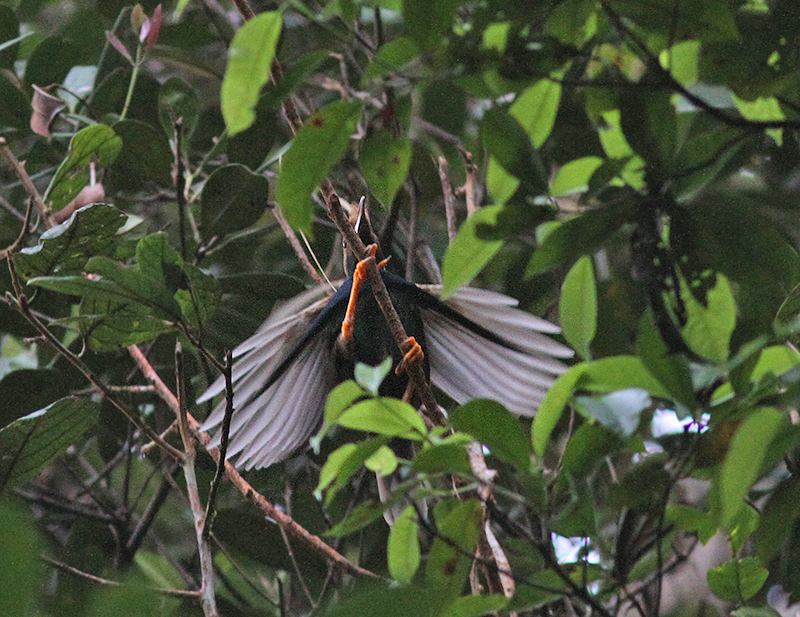 Standardwing Bird of Paradise  (Semioptera wallacii)