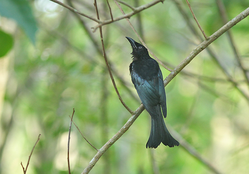 Hair=crested Drongo
