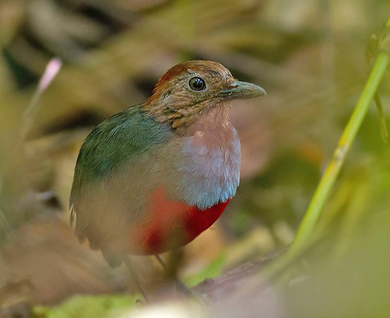 Moluccan Pitta  (Red-bellied)