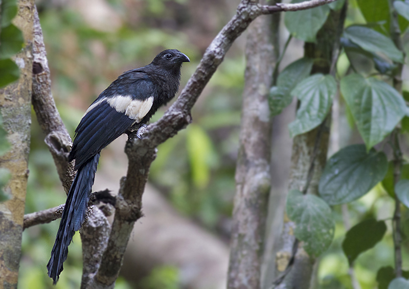 Goliath Coucal