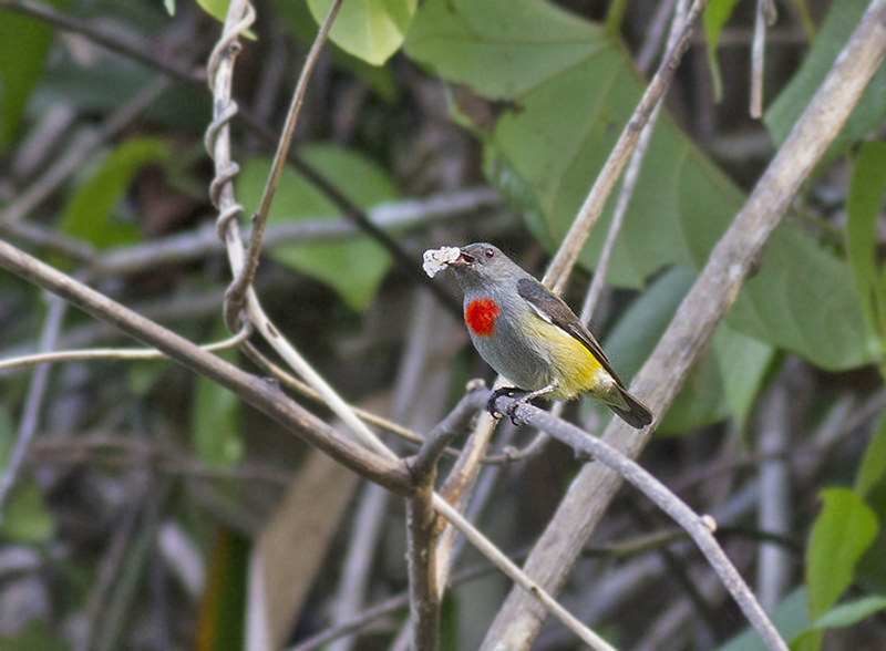 Halmahera Flowerpecker