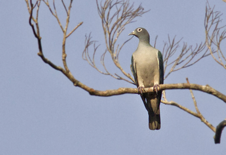 Spectacled Imperial Pigeon