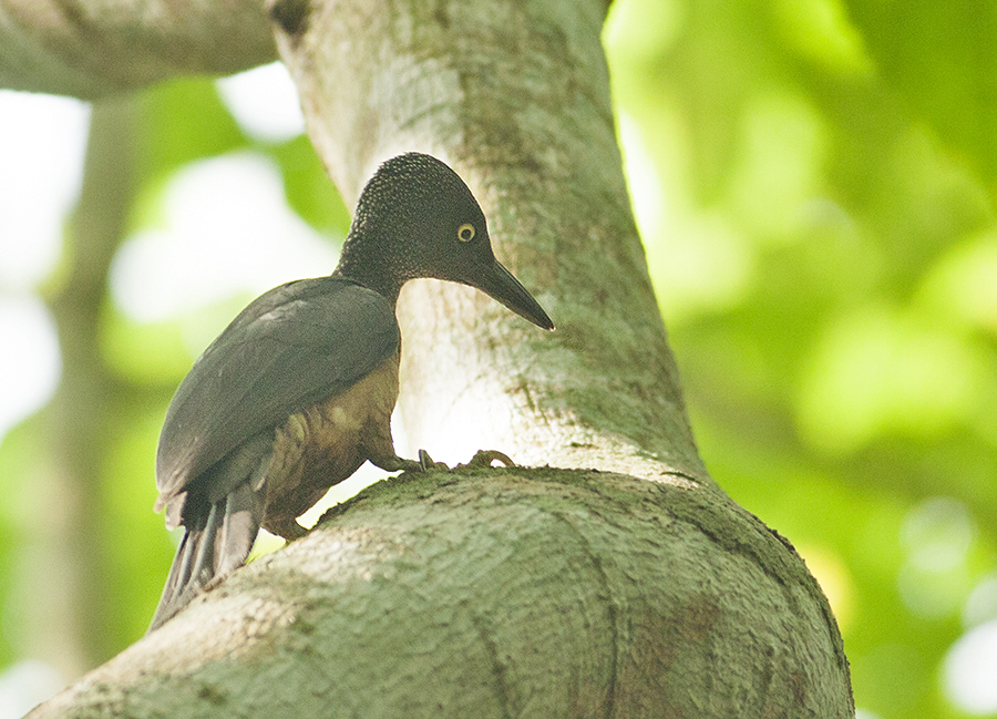 Ashy Woodpecker, female