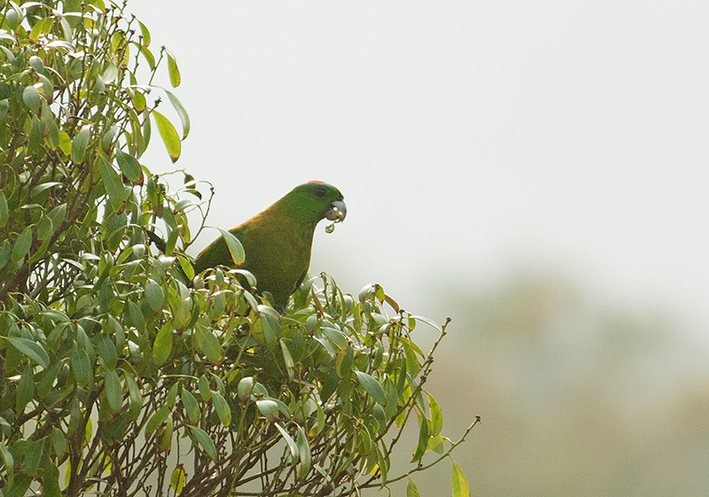 Yellow-breasted  Racquet-tailed Parrot