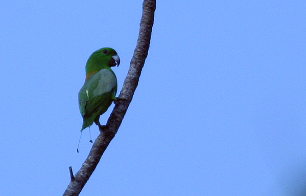 Golden-mantled Racquet-tailed Parrot