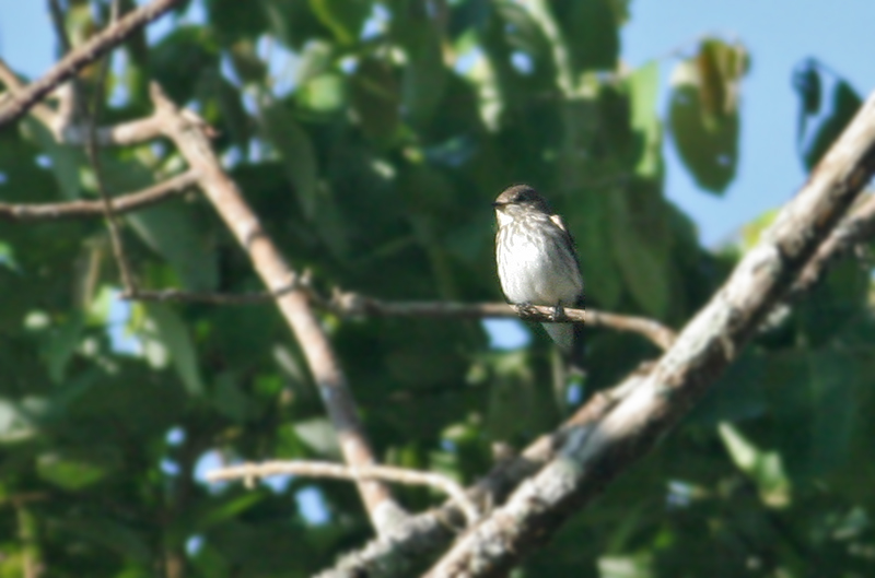 Sulawesi Flycatcher (or is it Grey-streaked?)