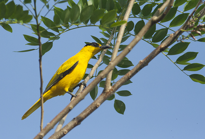 Black-naped Oriole