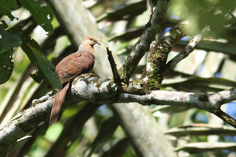 Sultan's  Cuckoo Dove
