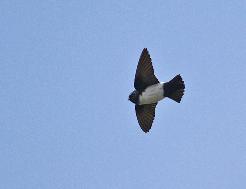 Nepal House Martin