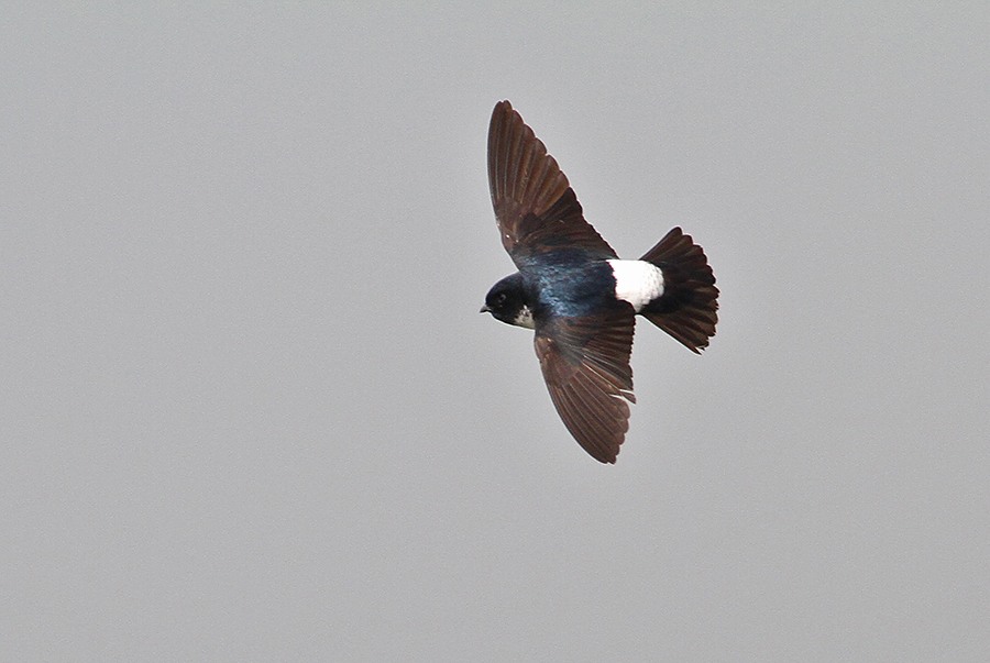 Nepal House Martin