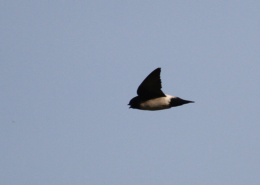Nepal House Martin