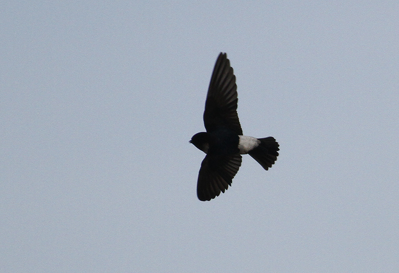 Nepal House Martin