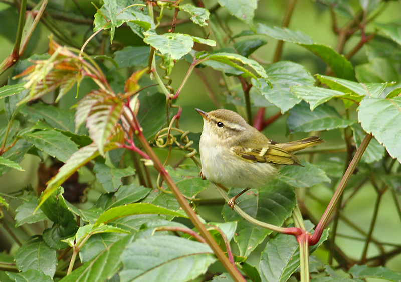 Yellow-browed Warbler