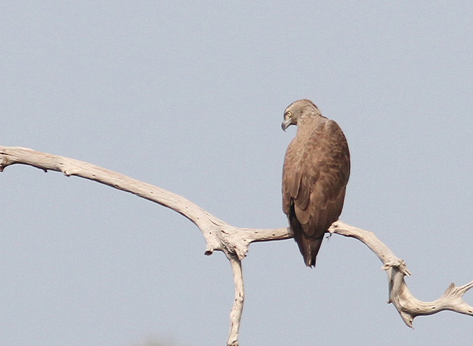 Lesser Fish Eagle