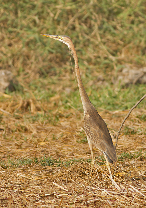 Purple Heron