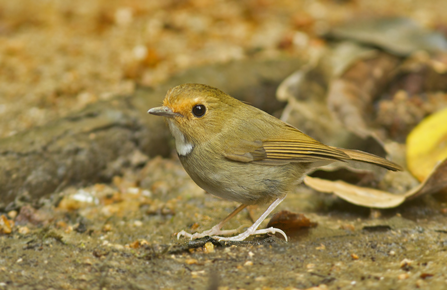 Rufous-browed Flycatcher