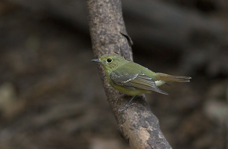 Green-backed Flycatcher