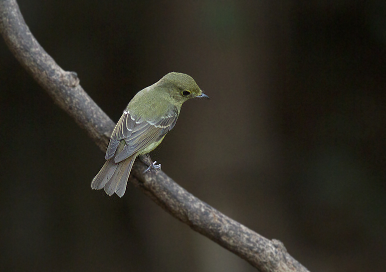 Green-backed Flycatcher