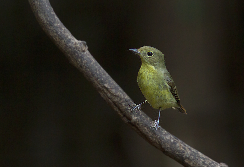 Green-backed Flycatcher