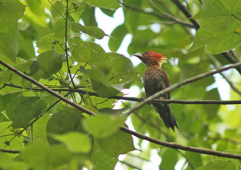 Banded Woodpecker