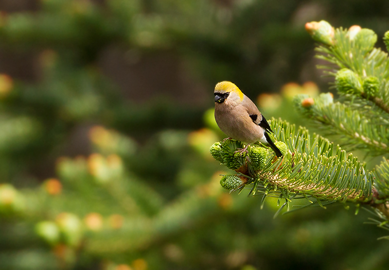 Red-headed Bullfinch, female