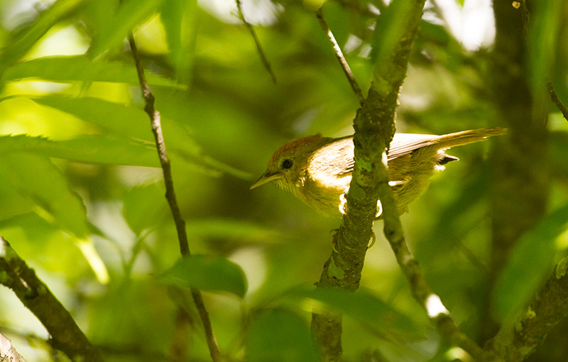 Rufous-capped Babbler